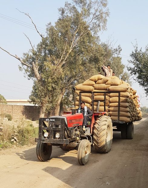 Transport du riz Basmati bio