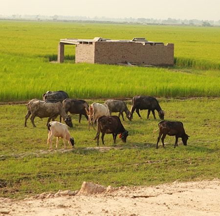 Vaches basmati