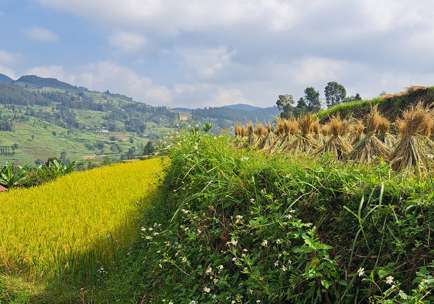 Rizières au Vietnam